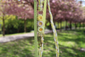 Nala's Flower Sway